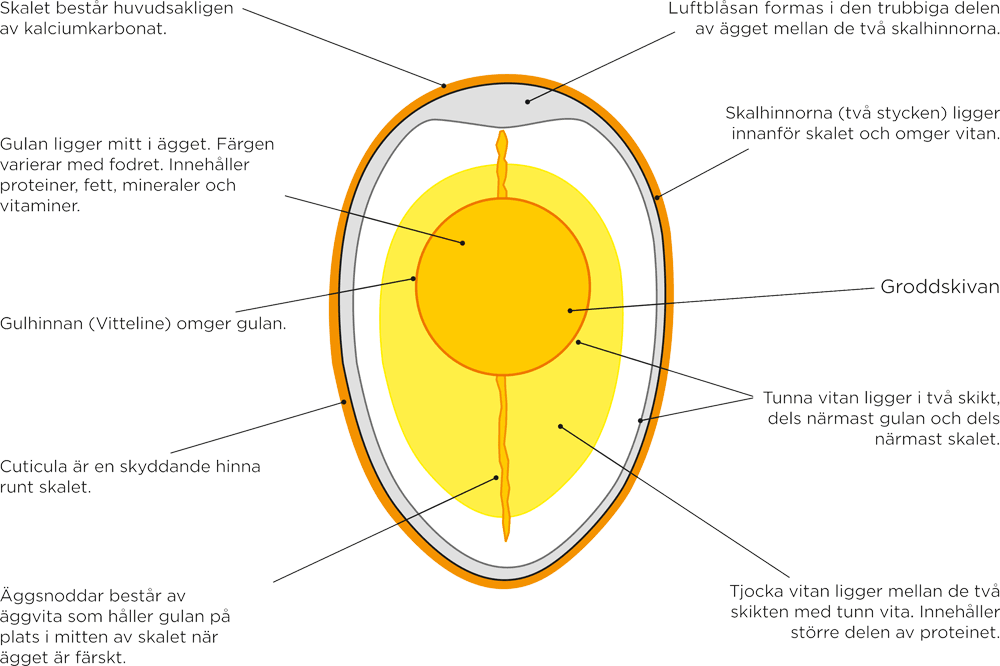 Äggets anatomi Ett märkt diagram över ett äggs inre struktur på norska, som visar delar som skal, membran, äggvita, gula, groddskiva och chalaza. Etiketter pekar på varje komponent inuti ägget.
